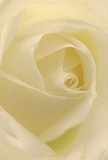 As though nestled within its softly spiraled heart, this elegant cream-white rose conveys serenity in every carefully arranged petal-a sensation reminiscent of early walks through the peaceful gardens of Belgravia. The unfolding petals capture morning light and shadow, radiating a gentle warmth and understated drama. The atmosphere is one of peace and comfort, making this rose ideal for moments of sympathy, admiration, or the start of a beautiful new chapter in a Belgravia home. There is a faint, intoxicating aroma-sweet but graceful-drifting up, extending solace and quiet cheer. Every element of the bloom, from the creamy texture to the luminous highlights, speaks of expert care and the artistry of Belgravia's local floral tradition. In this intimate depiction, one feels both the enduring emotion and refined legacy that accompany a thoughtfully chosen rose for the most meaningful life events.
